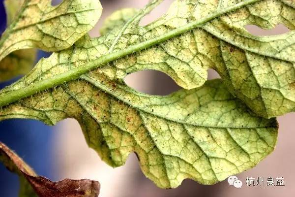 西瓜病虫害一本通表,西瓜红薯种植病虫害防治