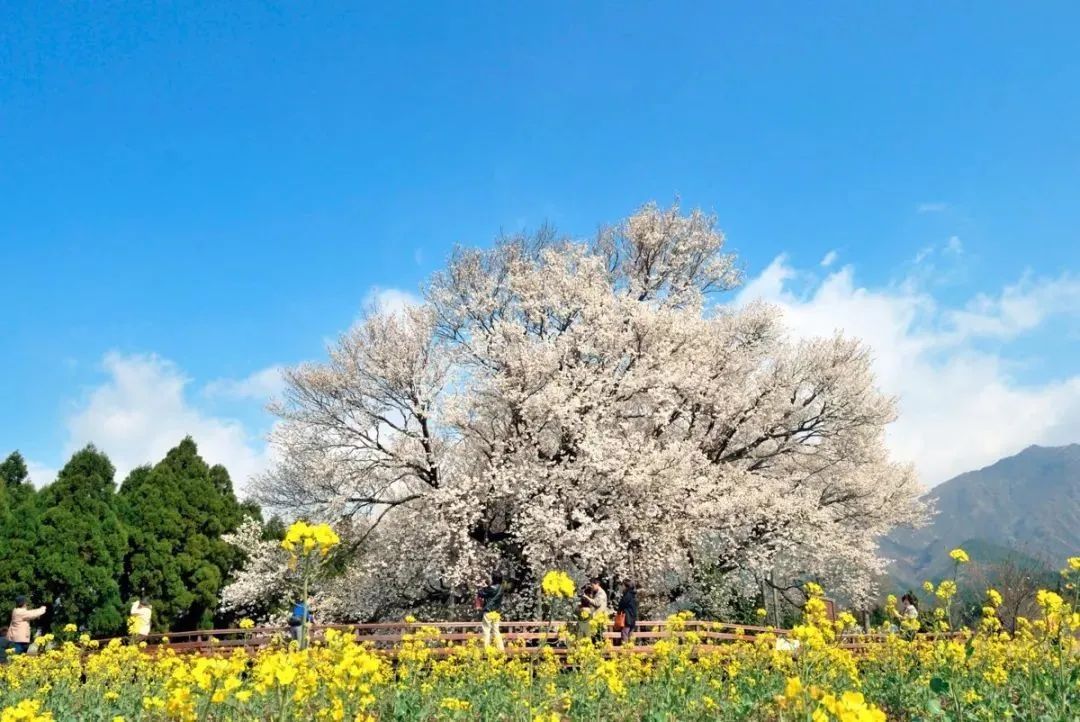 樱花前线2022年,2022第一场樱花