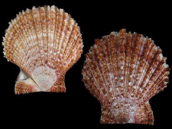 食用海鲜扇贝图片大全,无壳扇贝肉种类