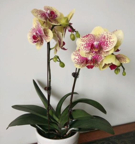 想要养护好蝴蝶兰有什么技巧,陶粒养蝴蝶兰浇水施肥方法