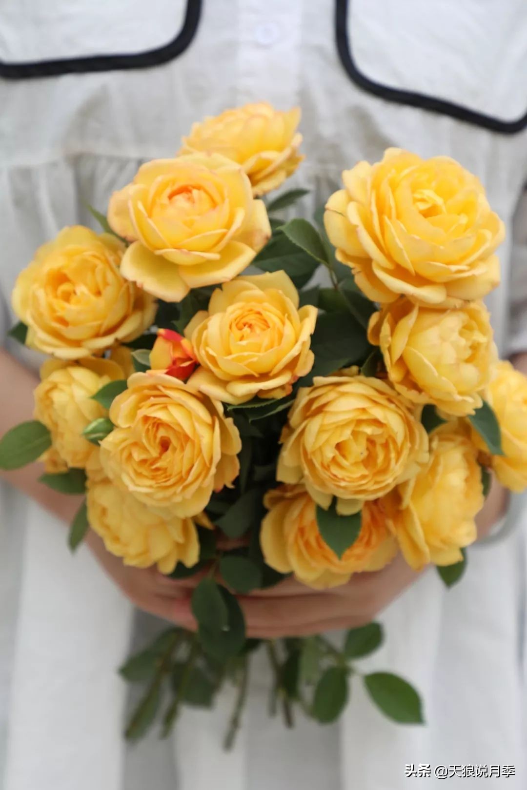 天狼月季优惠活动时间,天狼月季618活动