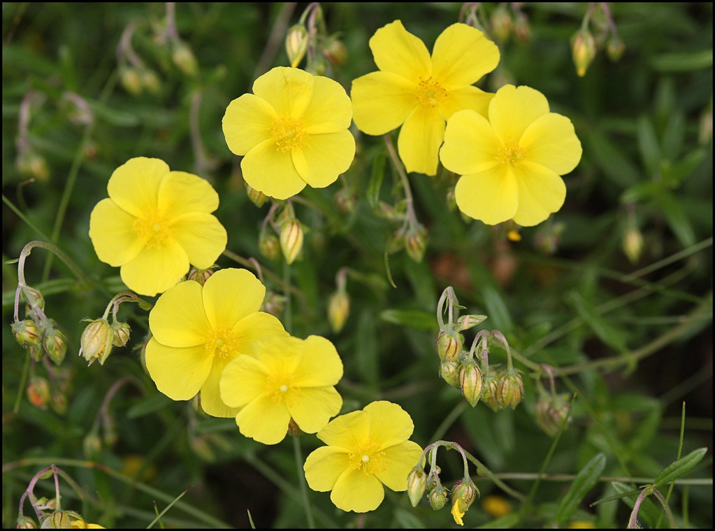 什么花适合送生日花,你的生日代表的花朵及寓意图片