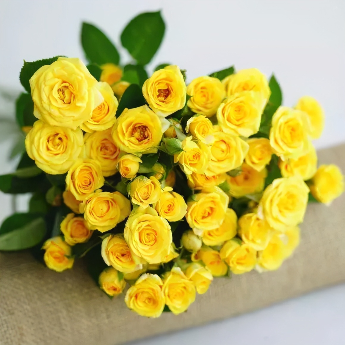 花店必备的5款玫瑰,花店最常用什么品种的玫瑰花