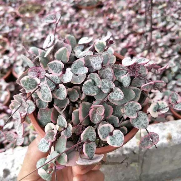 吊兰多肉养护技巧和方法,多肉吊兰哪个品种观赏性好