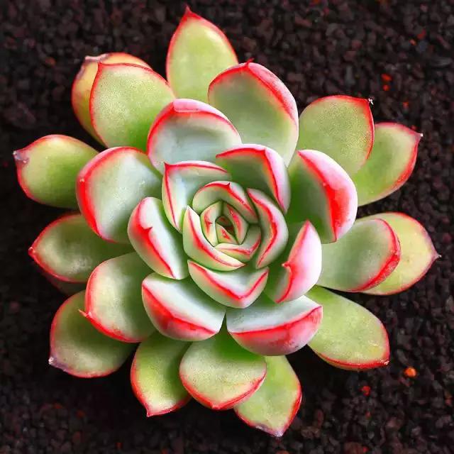 推荐轻松玩转100种常见多肉植物,700种多肉植物图鉴pdf百度云