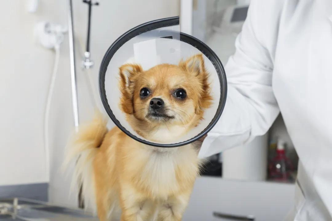 狗狗一个隐睾危险性大吗,狗狗隐睾自愈的可能性