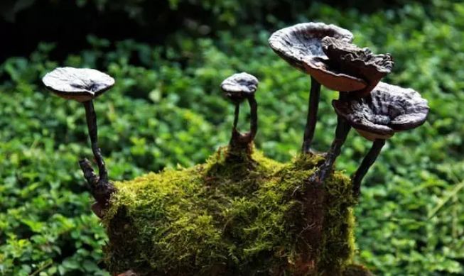 灵芝孢子粉空腹吃还是饭后吃最佳,灵芝孢子油是空腹吃还是饭后吃