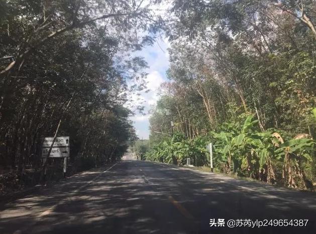 泰国天然乳胶液的讲解,泰国天然乳胶大揭秘