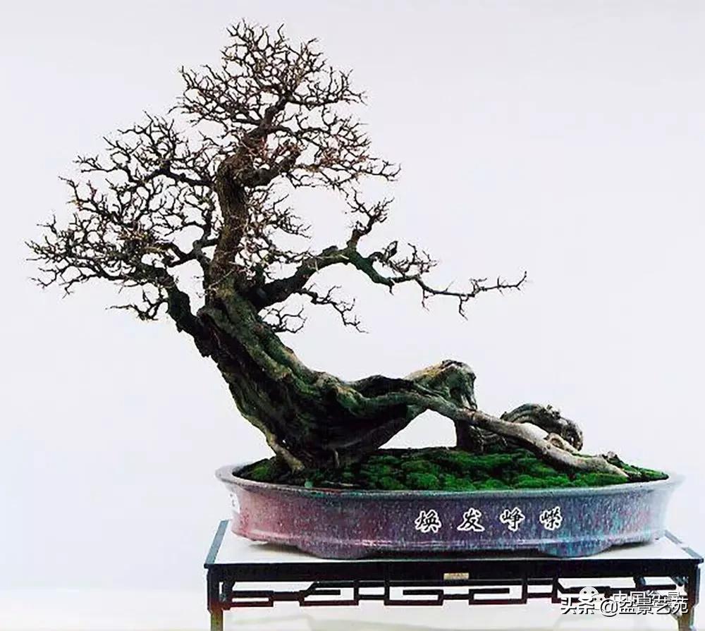 雀梅盆景艺术鉴赏图片,红芽雀梅盆景冬天怎么养护