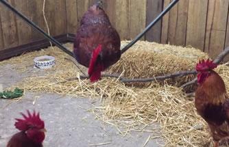 鸡气管堵塞怪叫一声,鸡喉气管堵塞怎么回事