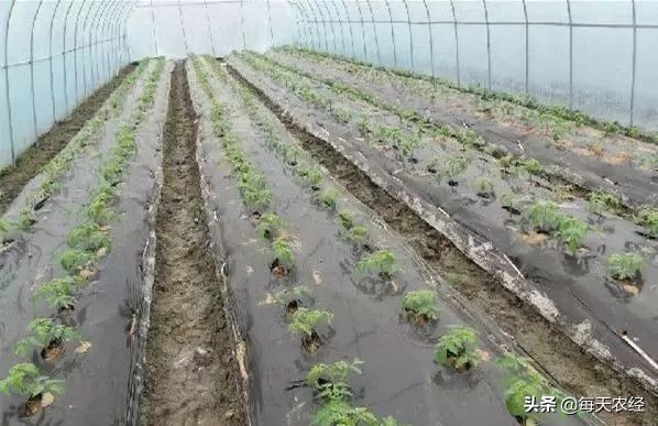 面临重茬，我们怎么办？（实用好文）