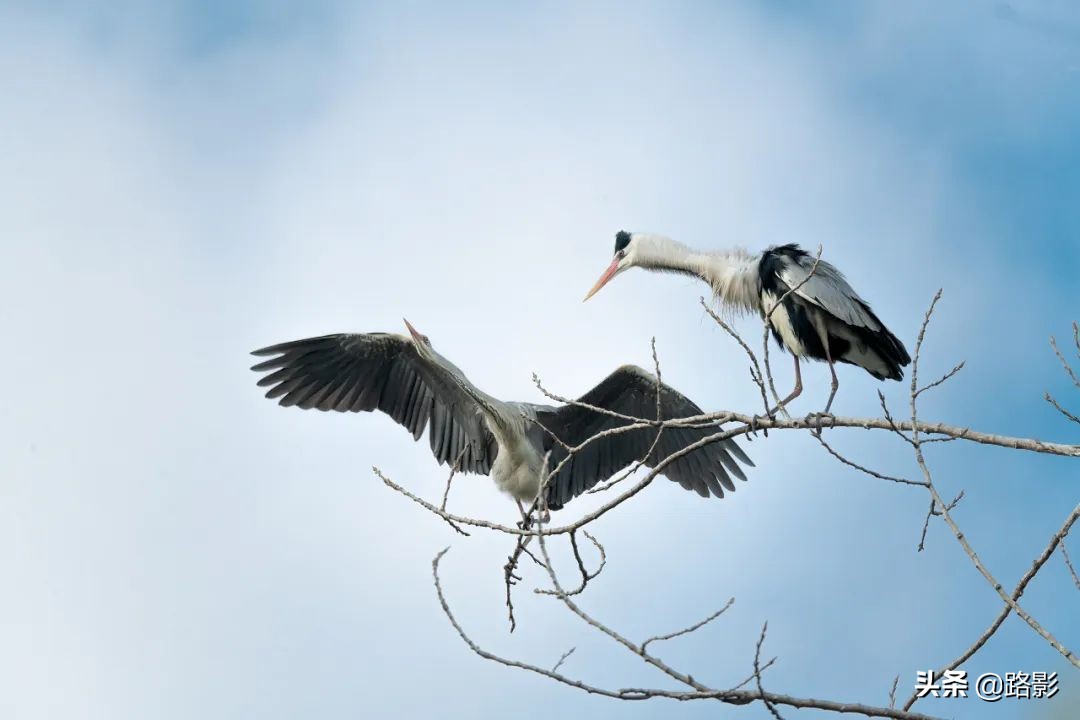 花重锦官城,花重锦官城长安
