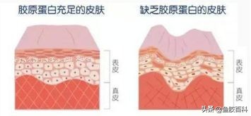 胶原蛋白含量高的鱼胶,鱼胶百科