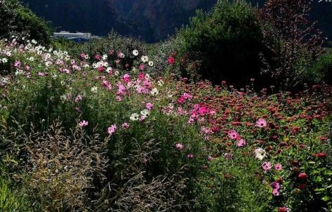 那曲唯一有桃花的地方,那曲有桃花吗