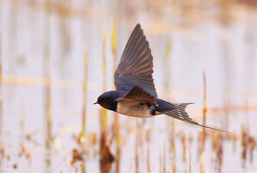 狂风暴雨的时候小鸟在哪避雨,鸟类躲避暴雨