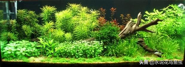 t5灯管适合鱼缸养水草用吗,水草缸t5灯管如何配置