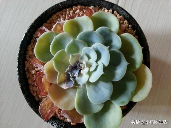 多肉植物化水,多肉植物化水是什么意思