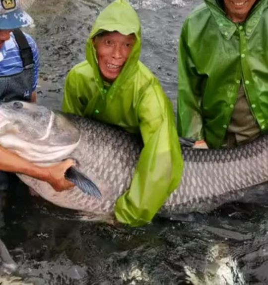 闽南鱼王500斤的大青鱼,中国淡水青鱼最大鱼王