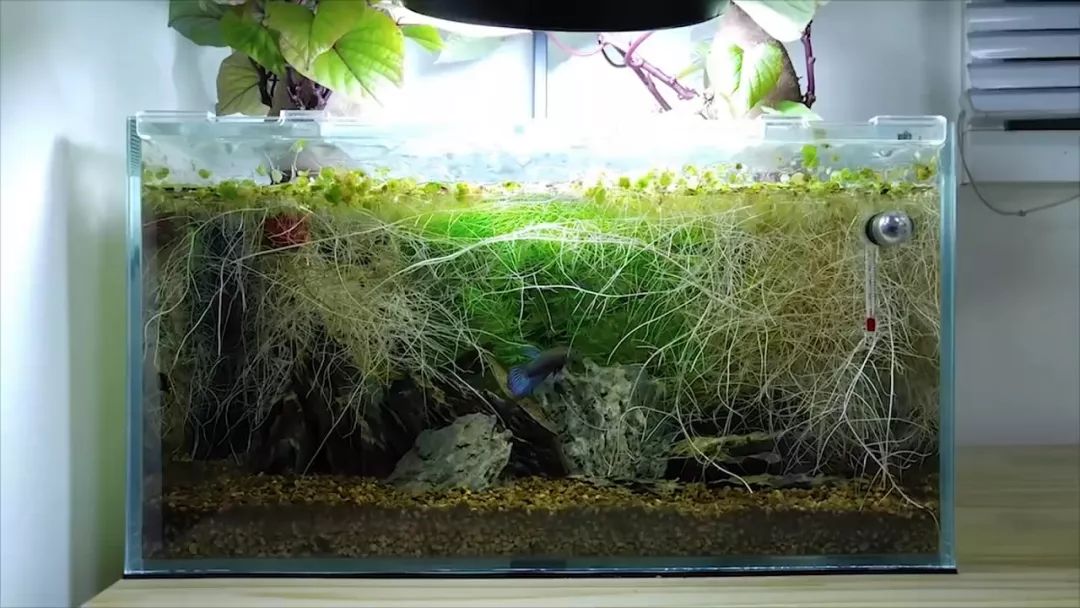 我穷到连最简单的过滤器都买不起，干脆就开了个三无草缸！