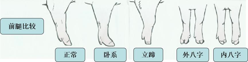 想养猪买不到小猪咋办,母猪养猪技巧和方法最新
