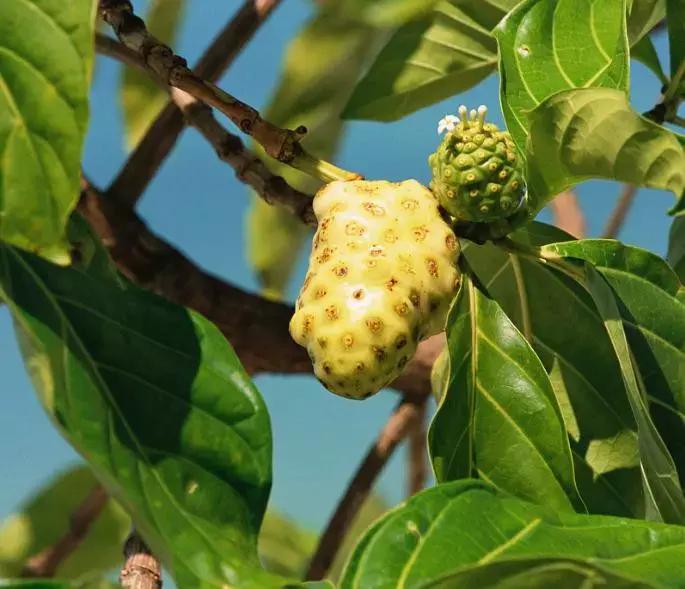 能发家致富的植物,能发家致富的草