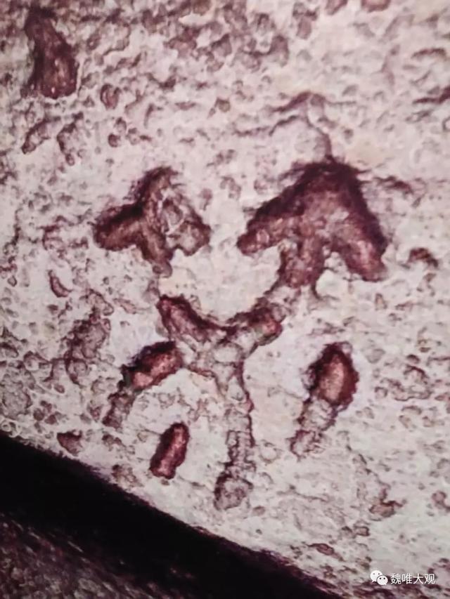 虎鎣yíng,一鎣的三世三生