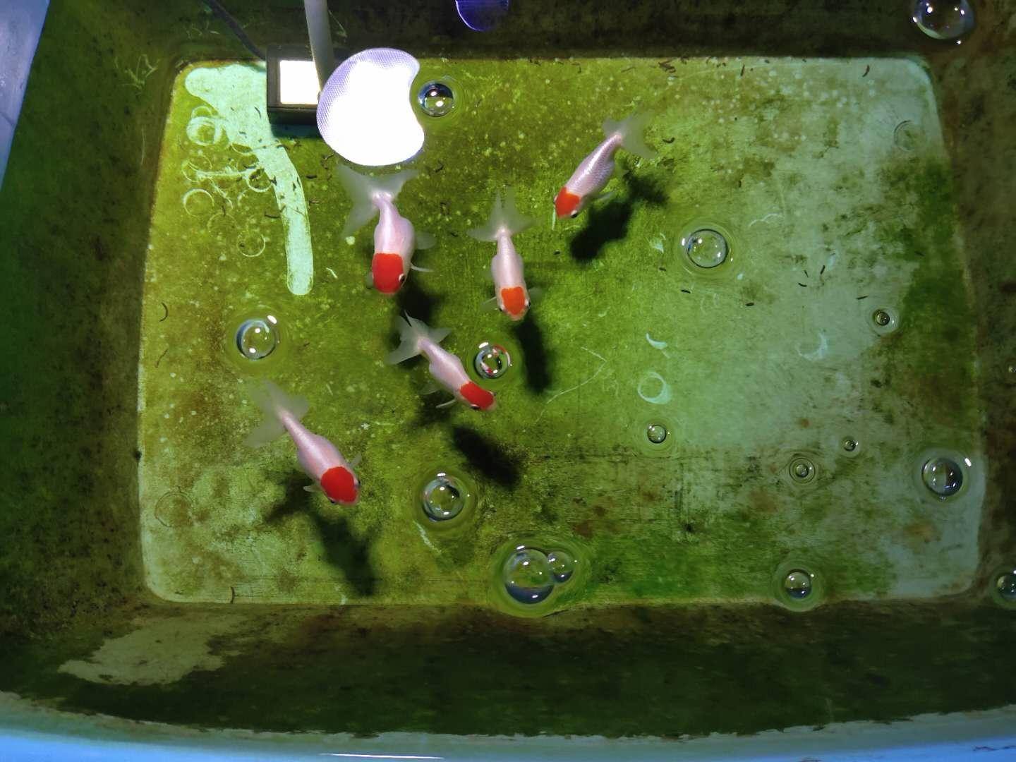 为什么鱼缸里的水起泡沫,为何鱼缸边有泡沫散不去