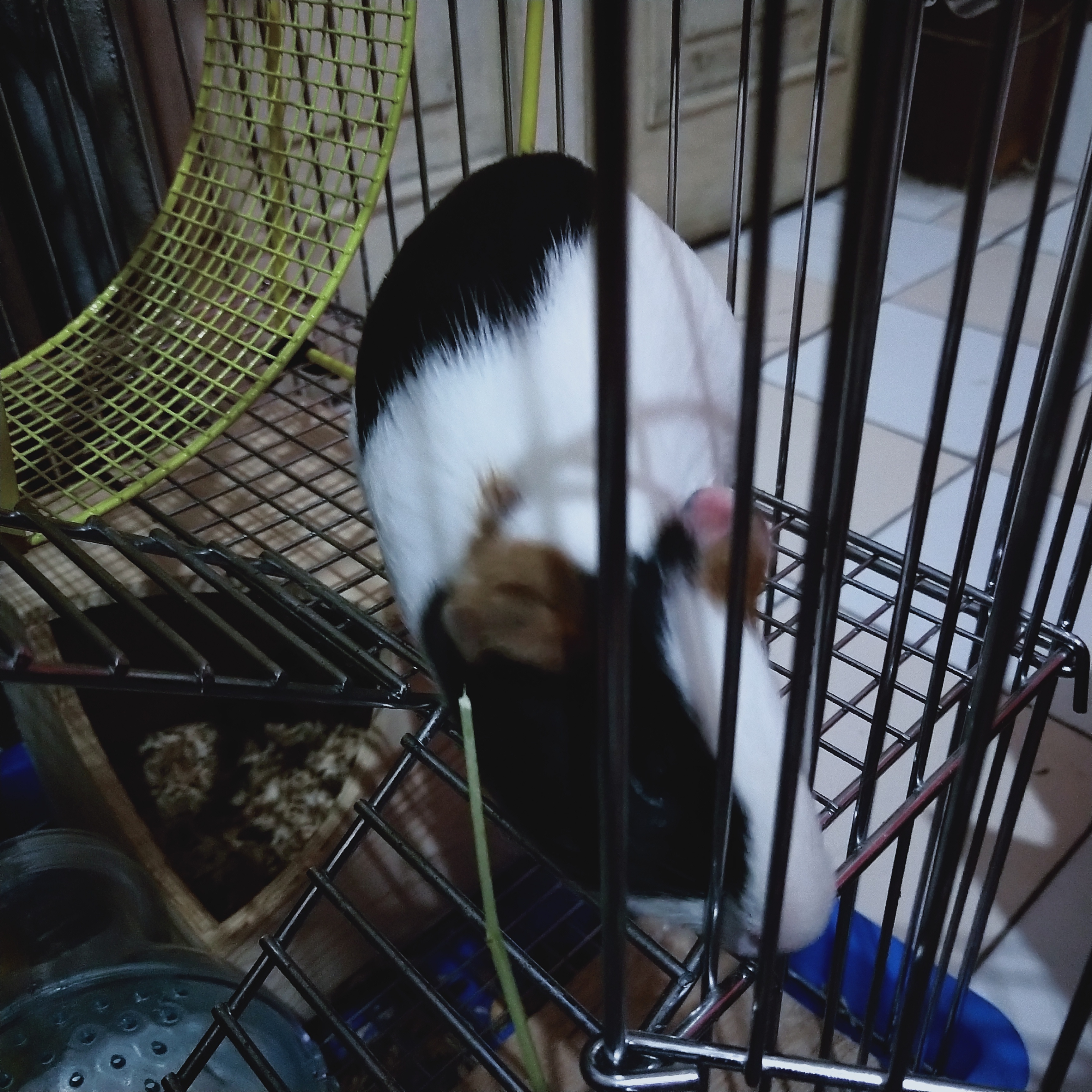 荷兰鼠和荷兰猪的区别图片,荷兰鼠和荷兰猪的区别