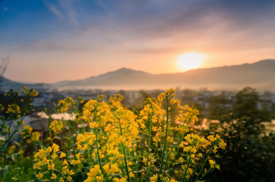 安徽春天美丽的视频,安徽美丽的春天
