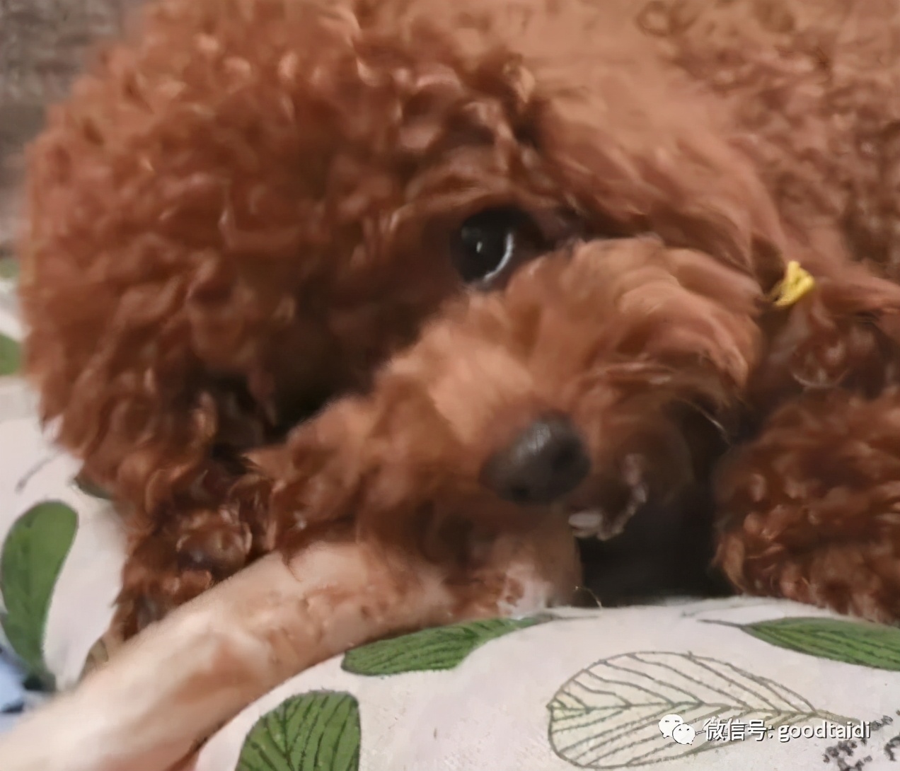 泰迪狗狗双排牙自己在家可以拔吗,泰迪双排牙什么时候掉呀