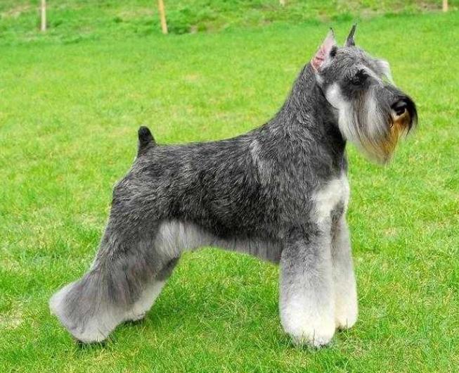 雪纳瑞和什么品种一起养比较好,雪纳瑞母的好养还是公的好养