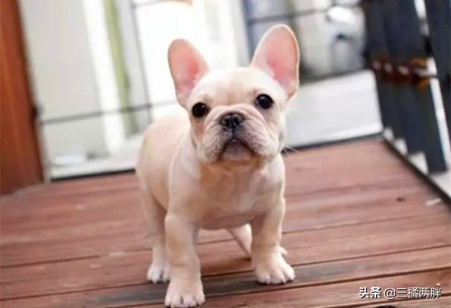 「养宠经验分享」法斗走路前腿内罗圈腿，法斗幼犬罗圈腿