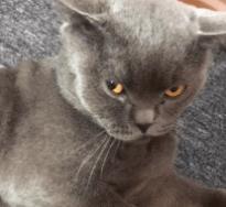 英国短蓝猫好养吗,千万别养蓝猫