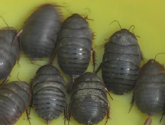 中药土鳖虫养殖,养土鳖虫经济价值高吗