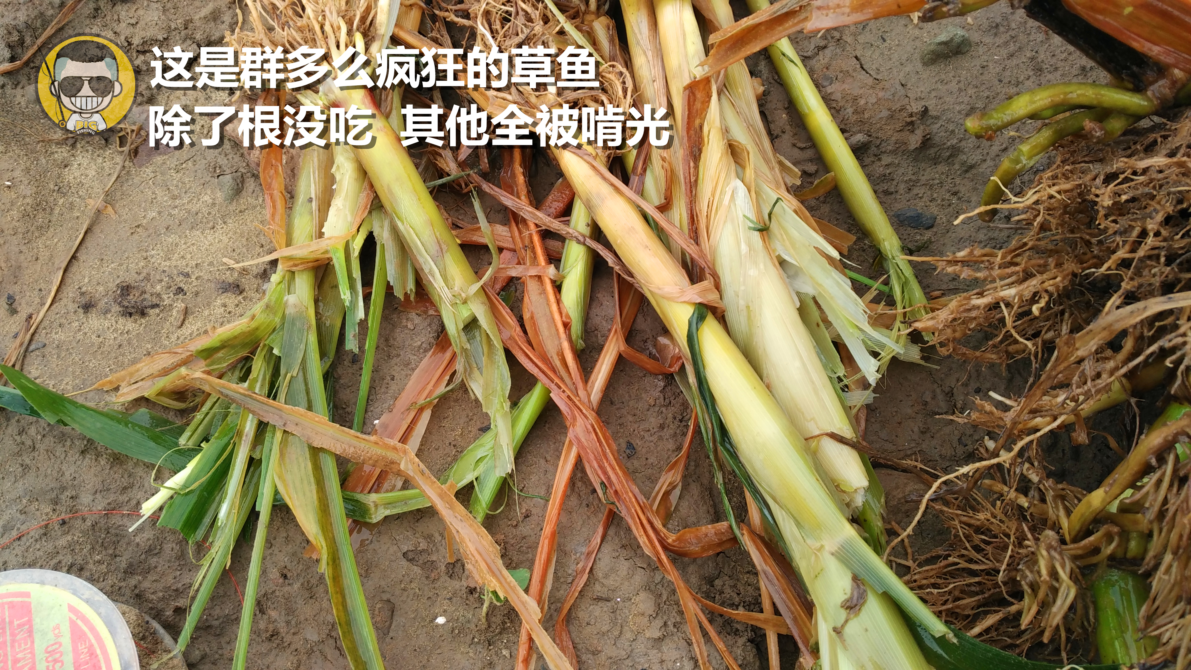 草鱼窝料水库,夏季专攻草鱼的窝料