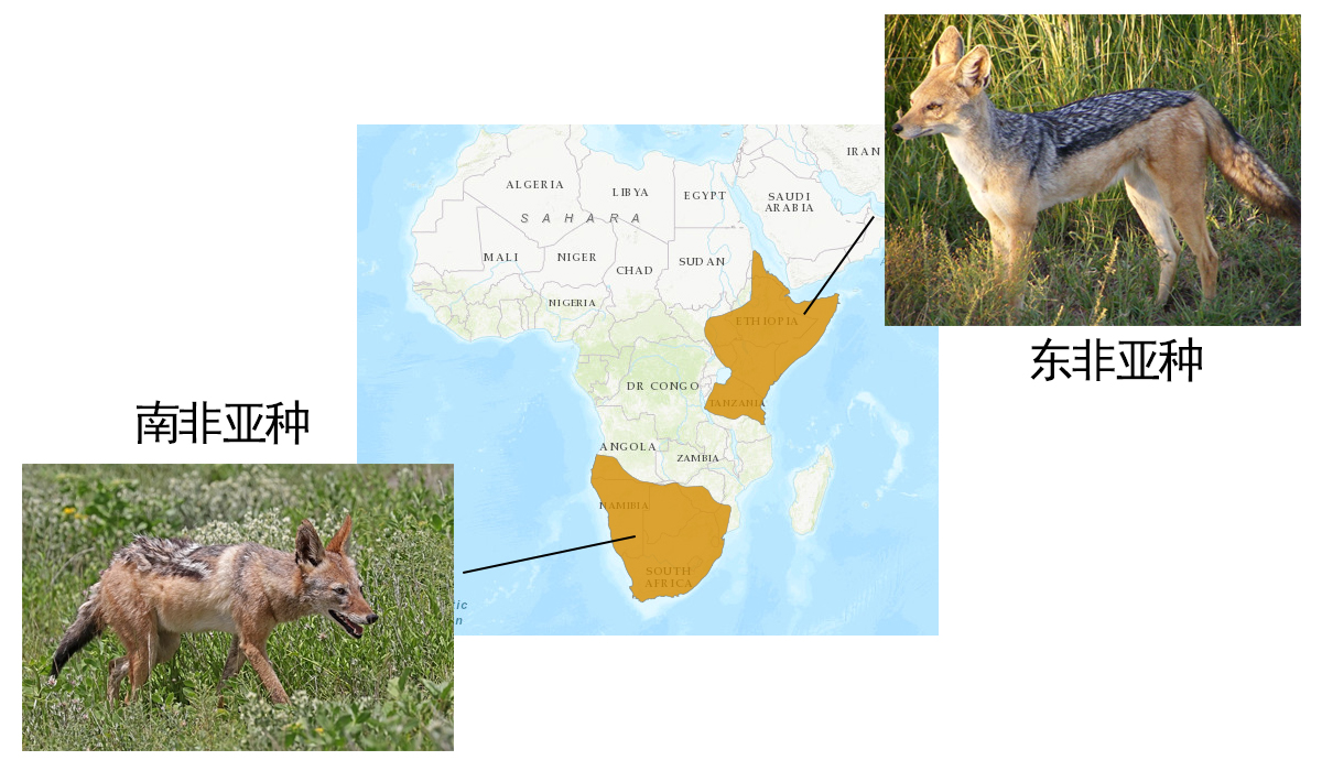 黑背豺,黑背豺哺育幼崽