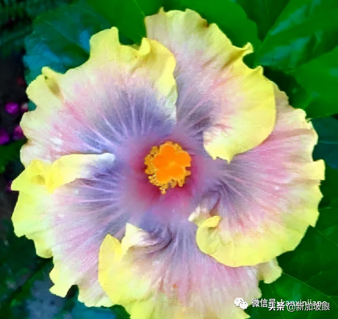 扶桑花和木槿花的区别图片,扶桑木槿花图片