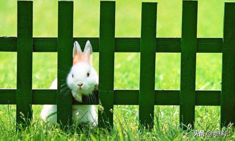 澳大利亚和兔子的五次战争,澳大利亚兔子大战是怎么回事