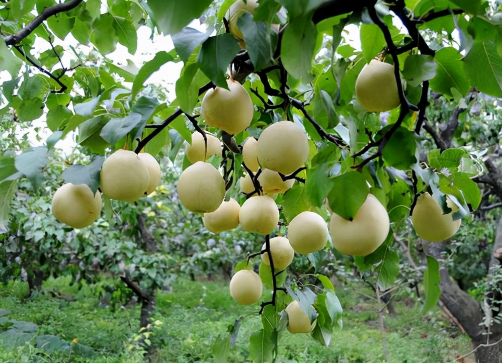 辛集特产酥糖哪个牌子好,河北辛集特产全部