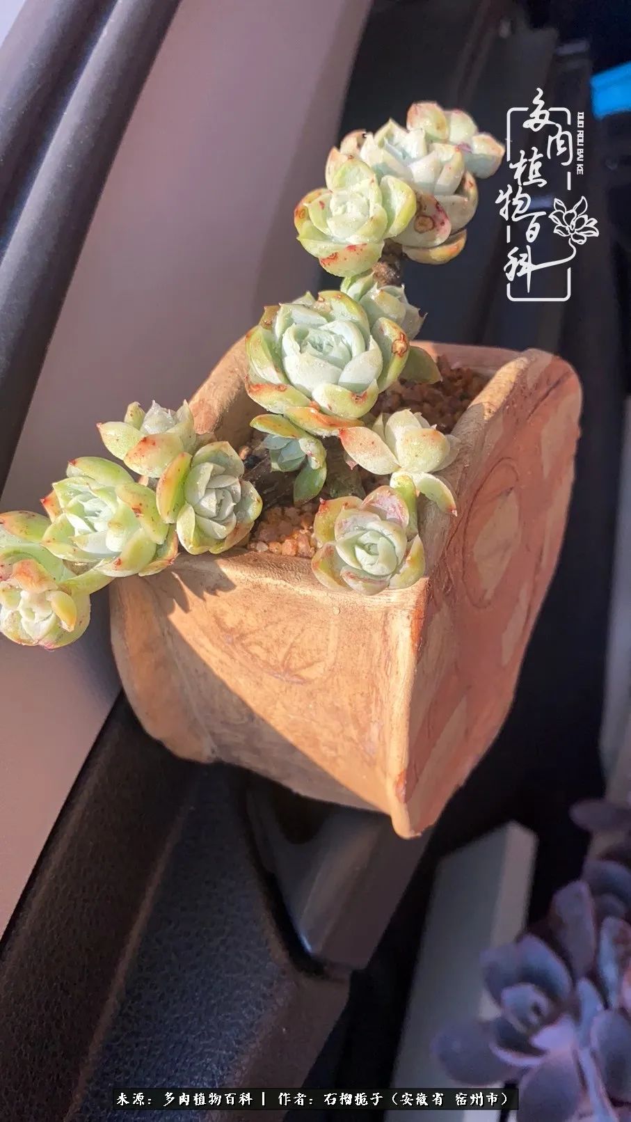 治愈系多肉：何以解忧，唯有多肉