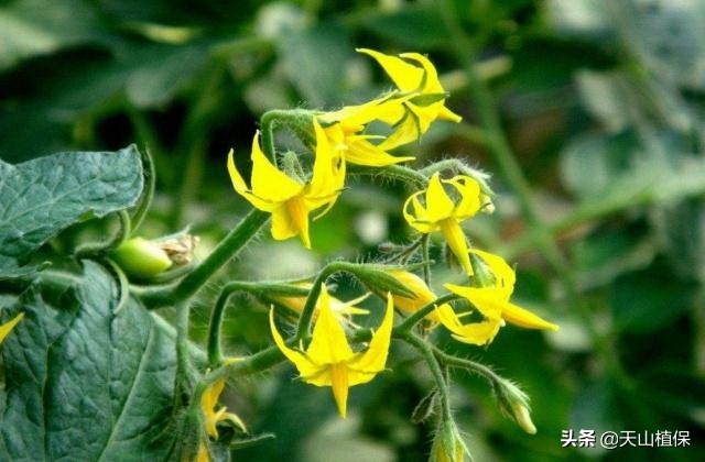 加工番茄育苗及苗期管理技术要点