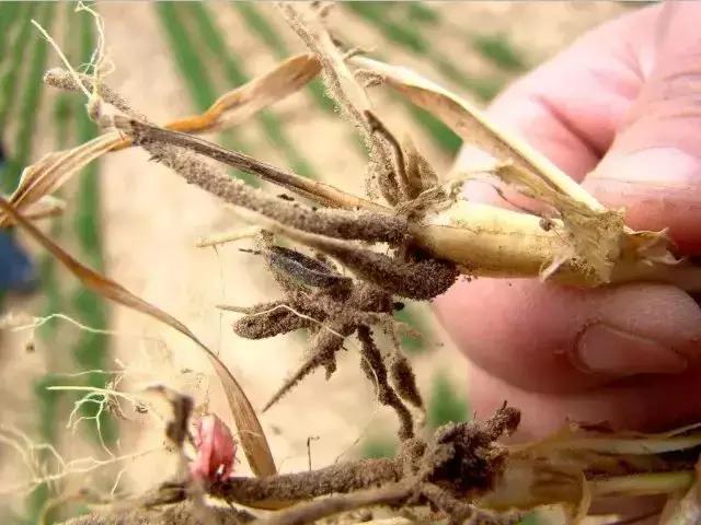 小麦弱苗黄苗如何进行补救,小麦发黄死苗怎么办