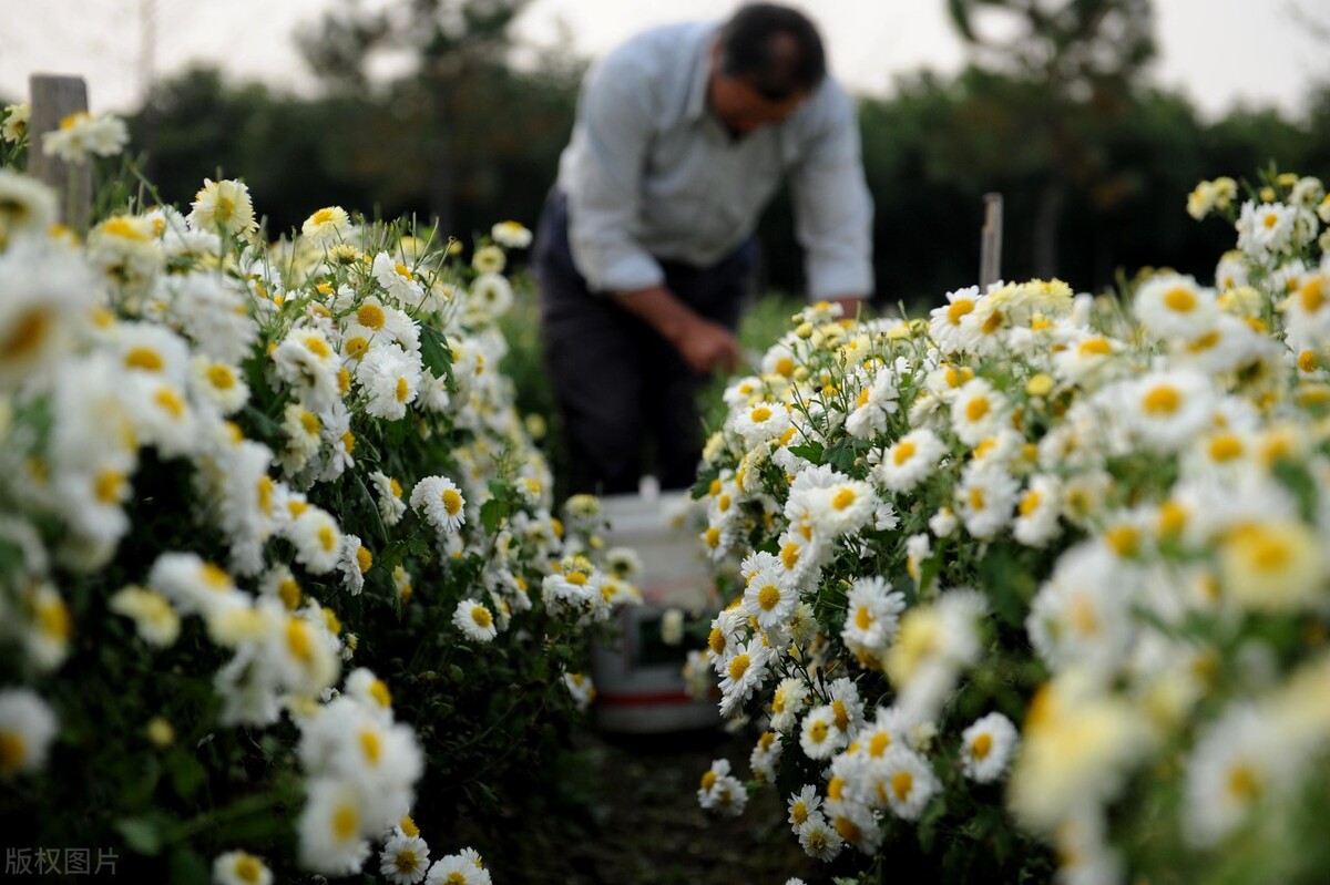 重阳节赏菊花的介绍,赏菊打卡好去处