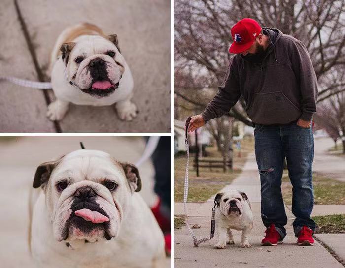 和斗牛犬拍照,斗牛犬拍写真集