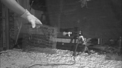 蝙蝠生病了,蝙蝠受伤飞到家里了怎么办