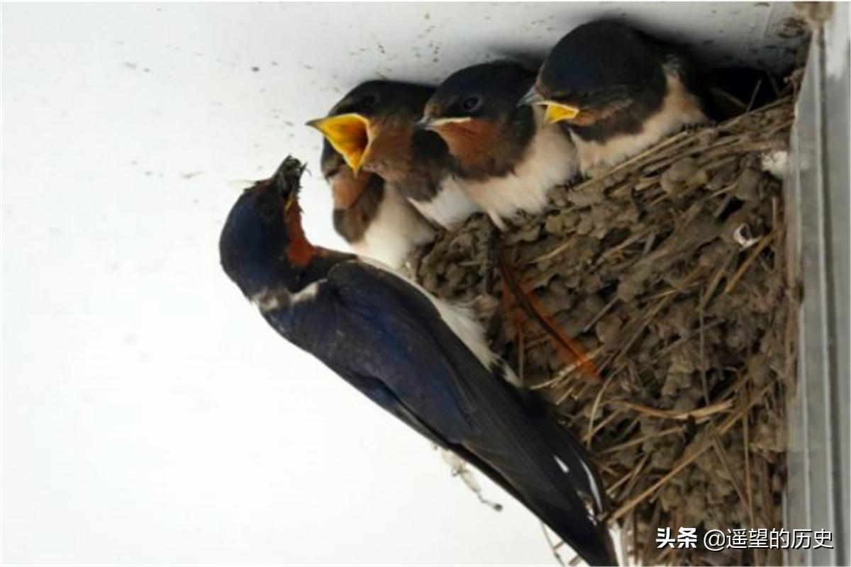 农村宅子出四喜有什么说法,古人有一句俗语宅子出四喜