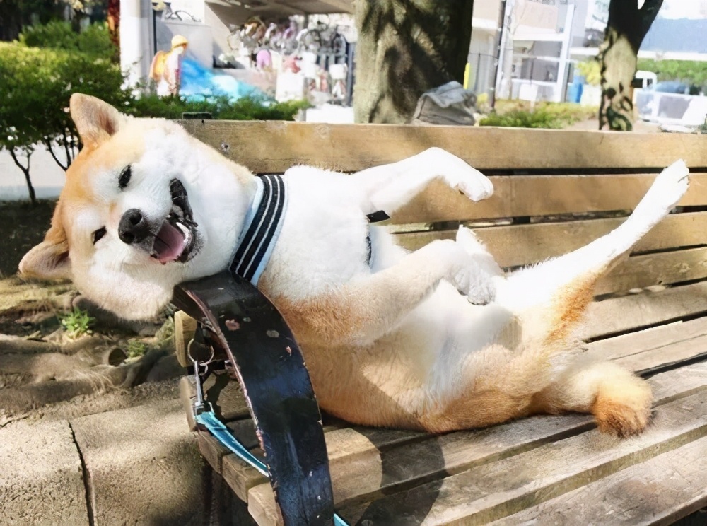 狗狗最初是白毛现在变黄怎么回事,刚一个月的狗狗毛是白黄的正常吗