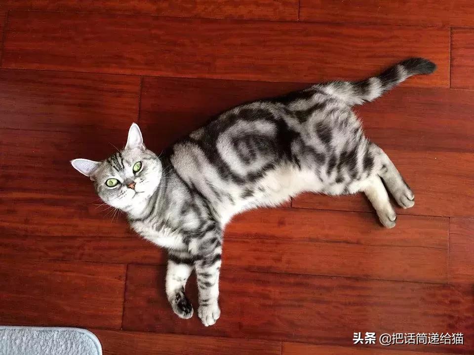 猫故事集,猫故事完整版