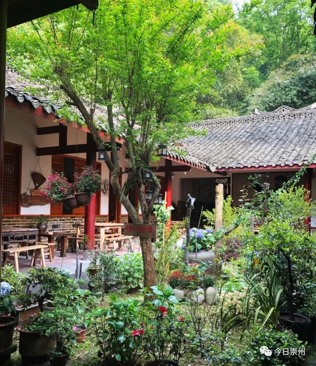 四川崇州怀远镇网红小吃粉蒸肉,崇州美食粉蒸肉