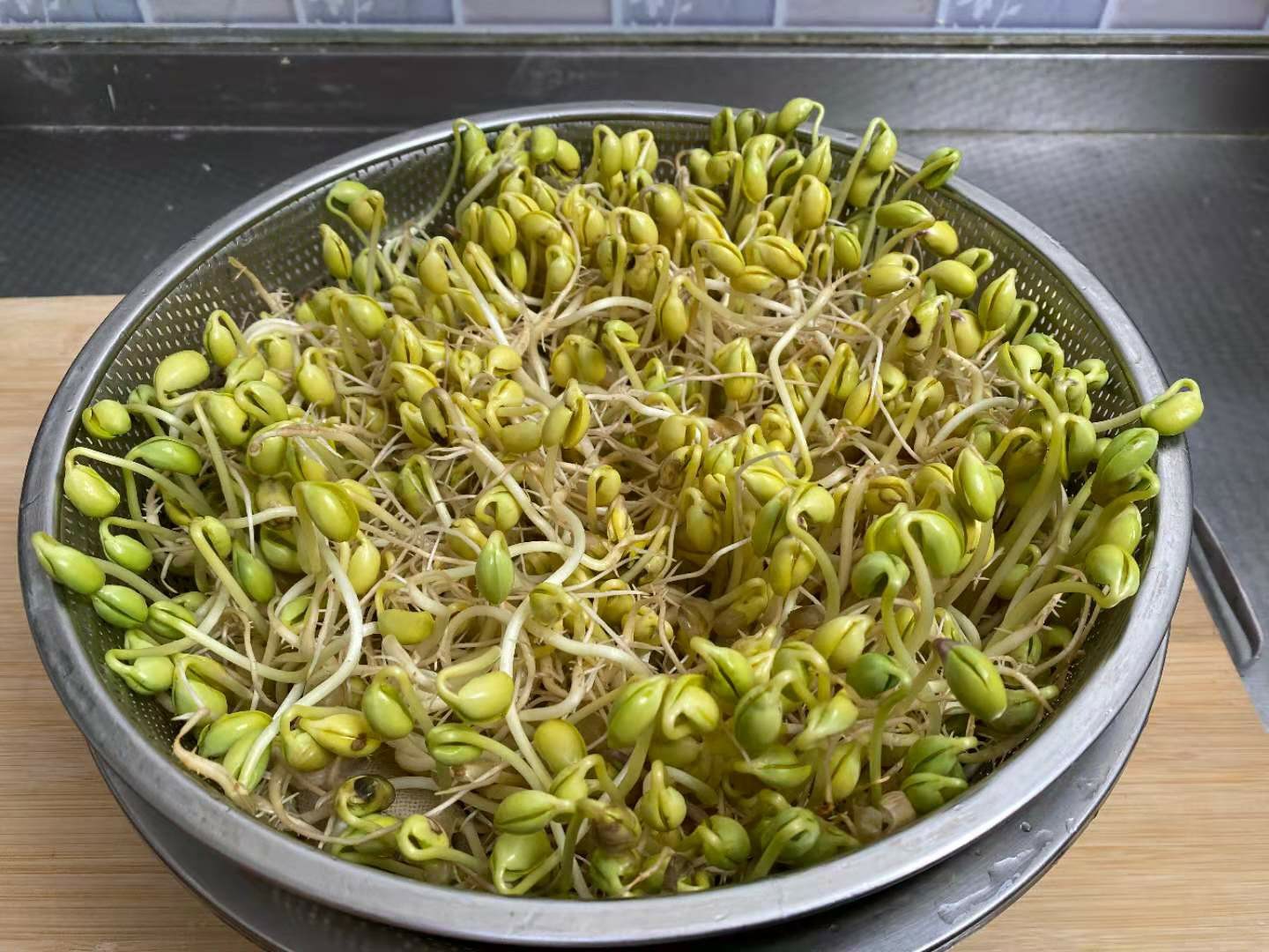 豆芽怎么在土壤里发芽,不用胶水就可以发豆芽的方法